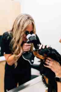 Veterinarian Performing Eye Exam on Dog - Veterinary Vision Specialists Veterinary ophthalmologist examining a dog's eyes with specialized equipment at Veterinary Vision Specialists, showcasing personalized care for pet eye health.