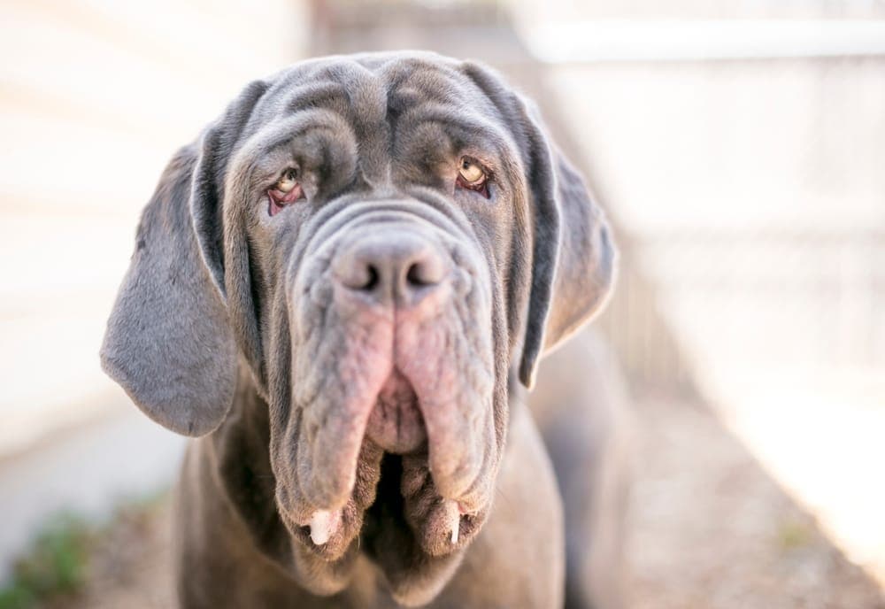 Neapolitan Mastiff dog with distinctive wrinkles and expressive eyes, representing the importance of veterinary eye care and eyelid mass evaluation for pets.