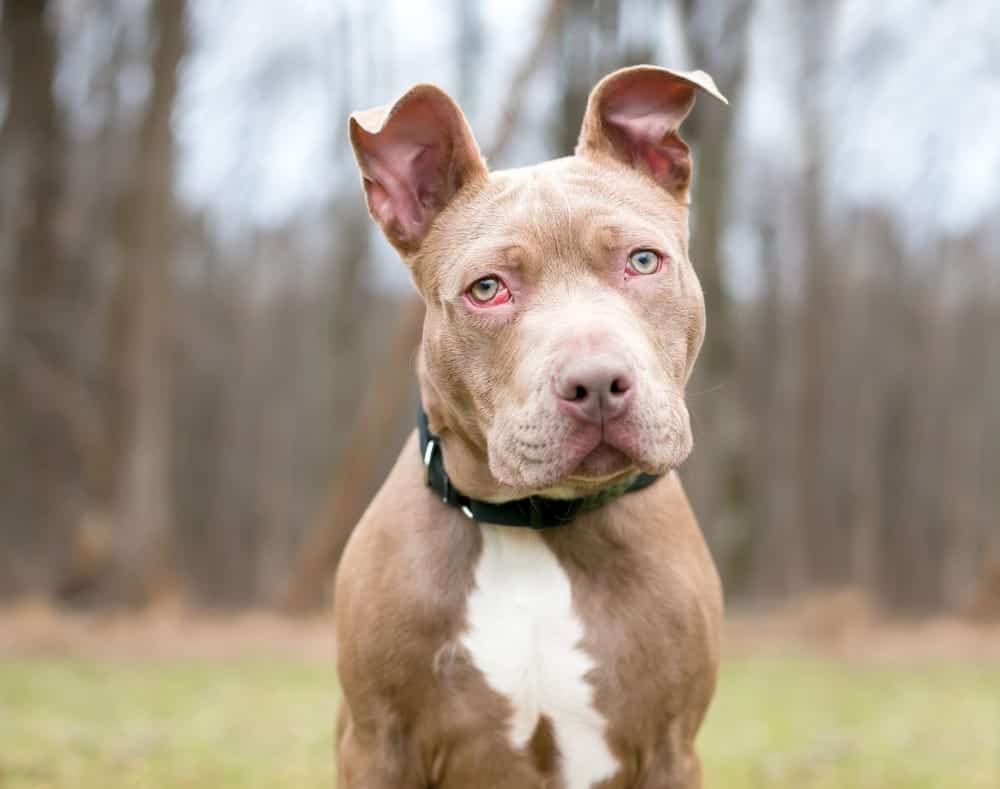 Pit Bull Terrier mixed breed dog with cherry eye, showcasing red mass from prolapsed third eyelid gland, in a natural outdoor setting.