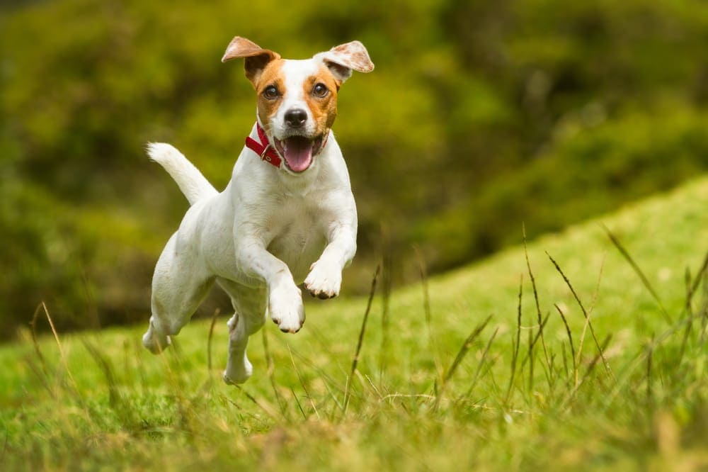 Jack Russell Terrier dog joyfully running and jumping in a grassy field, embodying playful energy and companionship, relevant to pet care and cherry eye treatment awareness.