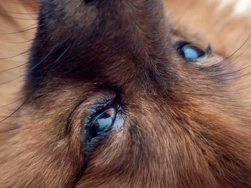 Close-up of a small dog's face with watery eyes, indicating potential allergy or infection, relevant to corneal ulcer treatment at Veterinary Vision Specialists.