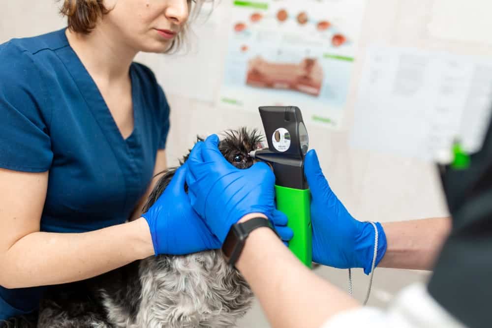 Veterinary ophthalmologist conducting canine glaucoma diagnostic test on a dog, featuring specialized equipment to measure intraocular pressure in a clinical setting.