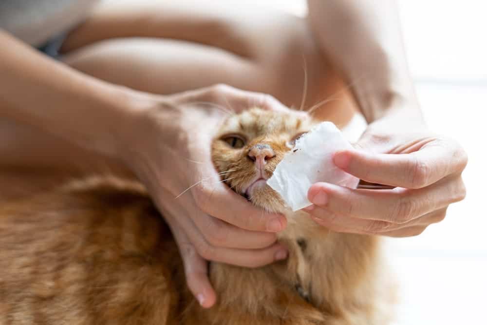 Woman gently cleaning the nose of an orange cat, illustrating pet care related to eye discomfort from distichia or ectopic cilia.