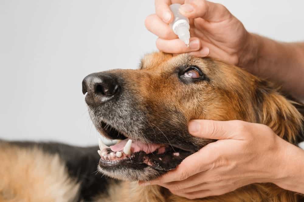 Man administering eye drops to a German Shepherd, emphasizing corneal ulcer treatment and veterinary care.