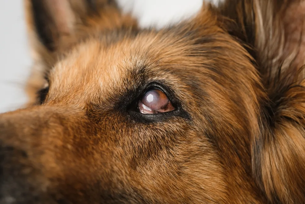 Close-up of a dog's eye showing signs of eye health issues.