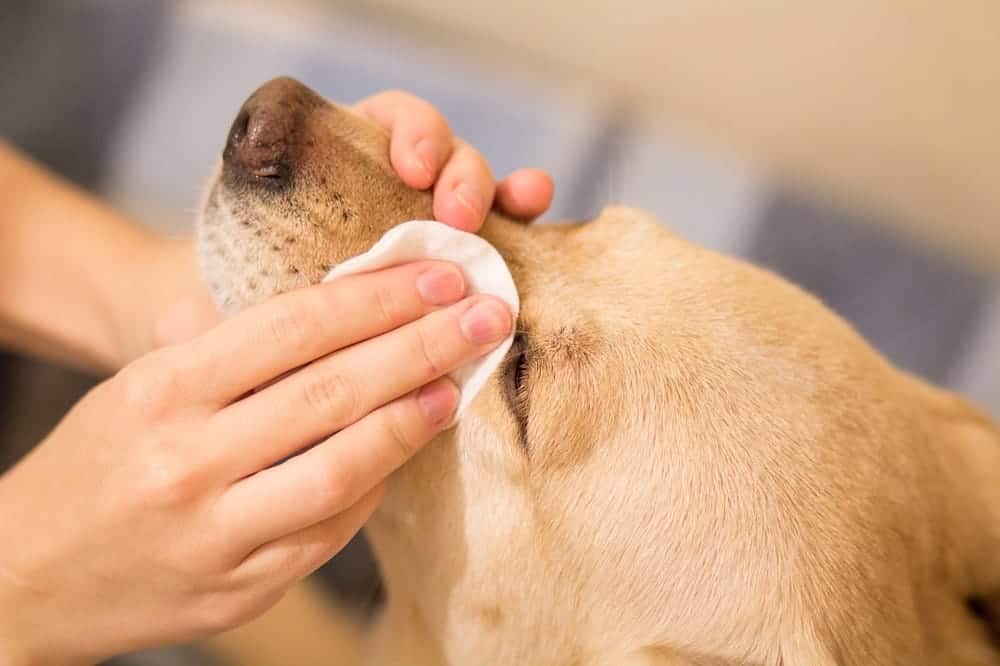 Dog owner cleaning the watering eyes of a dog with a cotton pad, illustrating care for ocular health in pets.