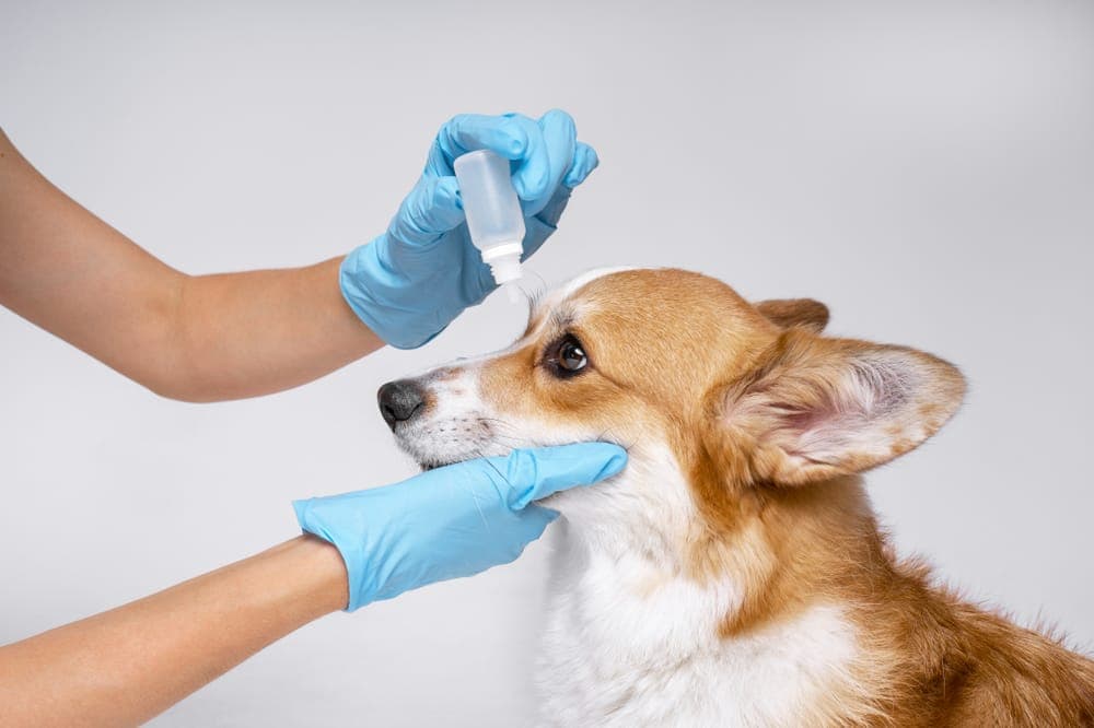 Detailed description of veterinary eye examination for pets.