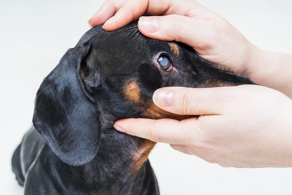 Veterinarian examining the eye of a dachshund to assess for canine glaucoma, highlighting the importance of early detection and specialized care.
