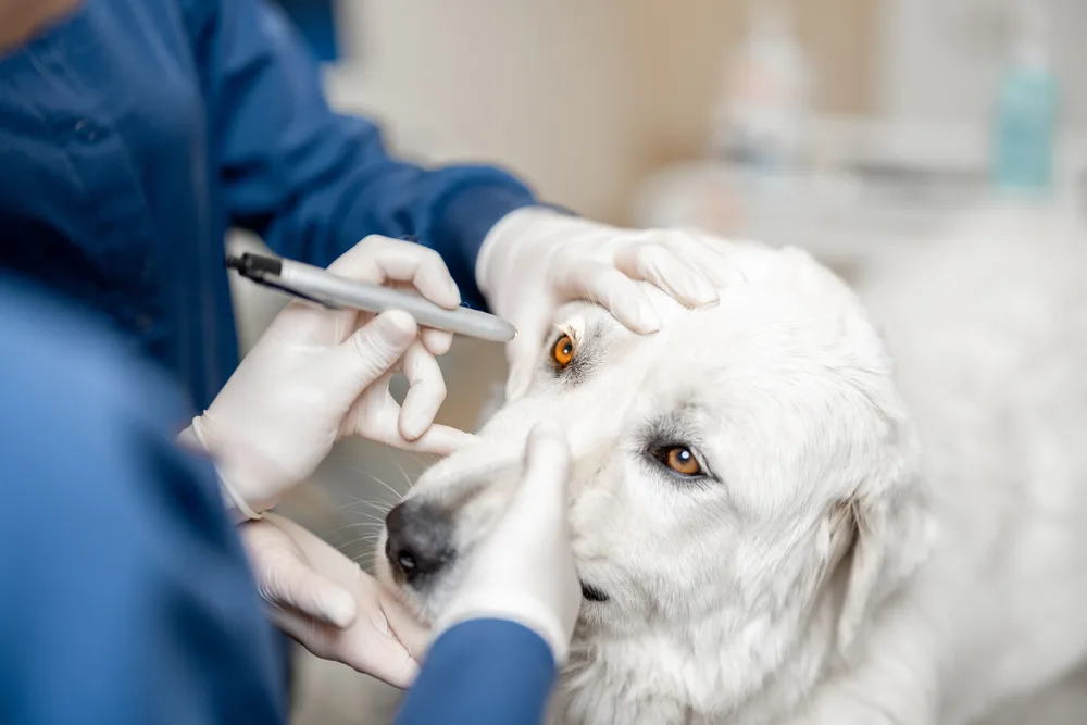 Veterinarian examining a dog&rsquo;s eye during an emergency eye care visit at a specialty veterinary clinic in Richmond, VA - emergency vet clinic Richmond VA