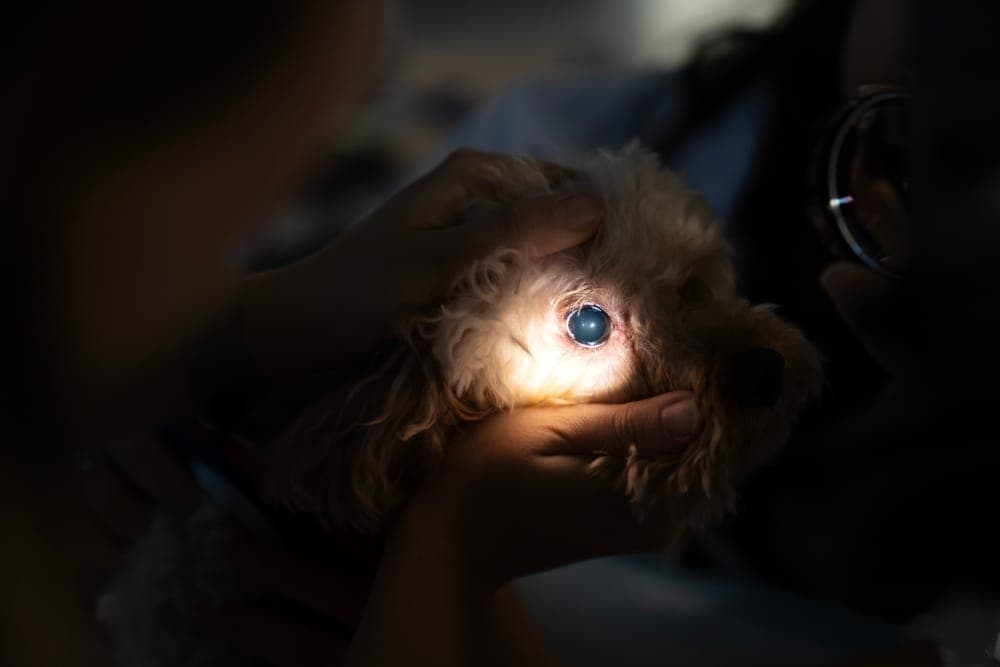 Veterinarian examining a dog's eye for glaucoma, using specialized equipment to assess eye health and pressure.