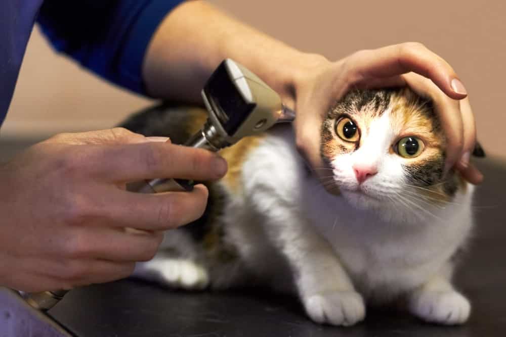 Veterinary ophthalmologist performing an eye exam on a cat to assess vision and detect ocular conditions - veterinary ophthalmologist in virginia