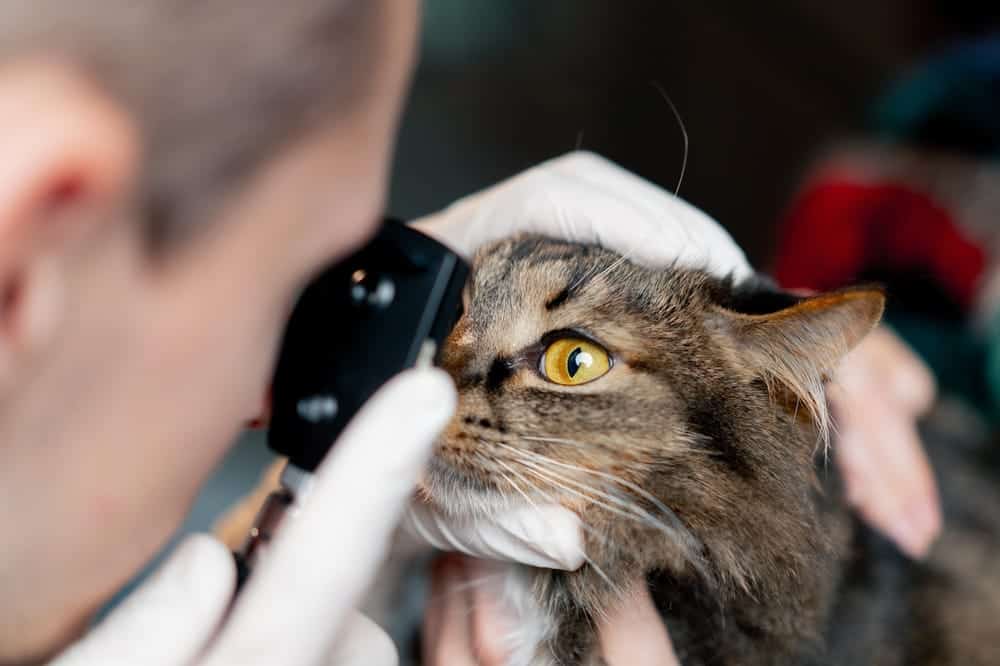Veterinarian examining a cat's eye with an ophthalmoscope, emphasizing specialized animal eye care at Veterinary Vision Specialists in Richmond, Virginia.