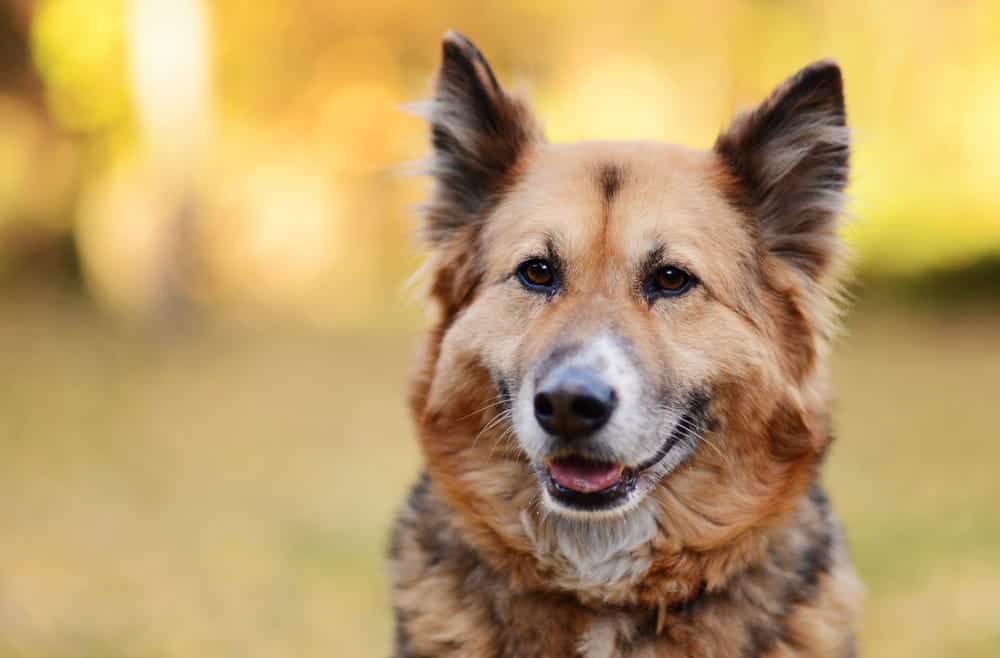 Dog with a happy expression in autumn scenery, representing canine eye health and wellness, relevant to Veterinary Vision Specialists' focus on treating dry eye conditions in dogs.