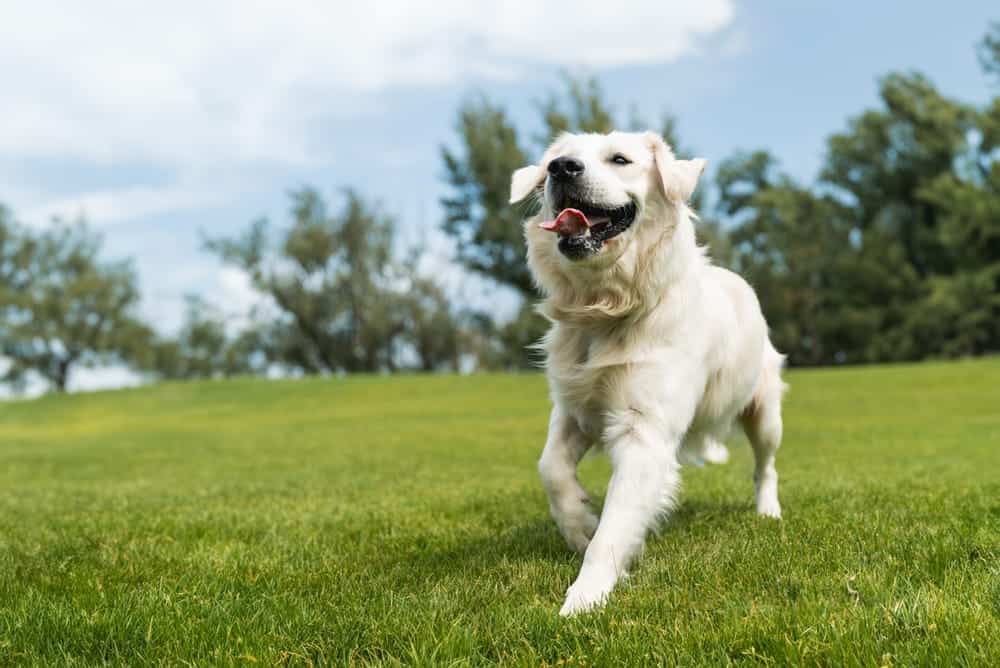 Golden Retriever running joyfully in a park, symbolizing pet health and vitality, relevant to veterinary ophthalmology services.