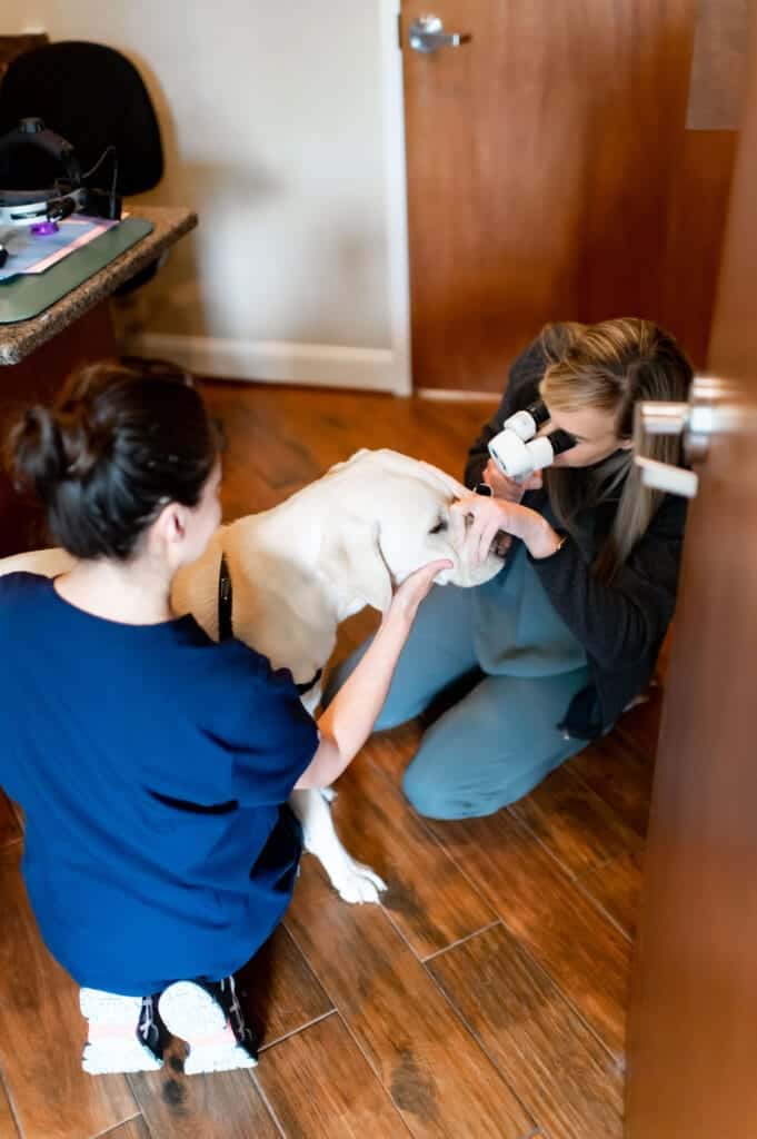 Veterinary professionals examining a dog's eye using an ophthalmic instrument in a clinical setting, focusing on pet eye care and diagnostics.