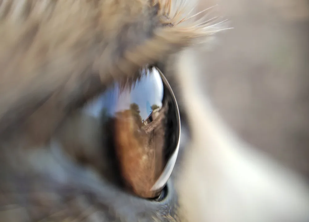 Close-up of a pet's eye reflecting the outdoors.