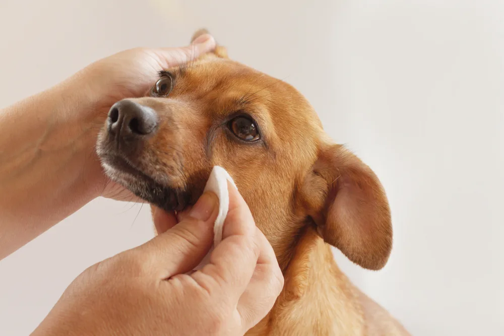 Hands gently cleaning a small dog&rsquo;s eye with a cotton pad, representing compassionate long-term ocular disease management in veterinary care &ndash; Veterinary Services
