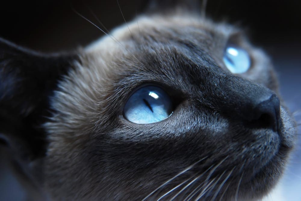 Close-up of a cat's eye with bright blue iris, highlighting potential signs of ocular health issues relevant to veterinary eye care services.
