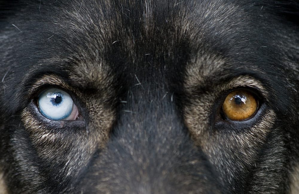 Close-up of a dog's eyes showing one blue and one brown eye, emphasizing the need for urgent veterinary eye care and assessment for potential ocular issues.