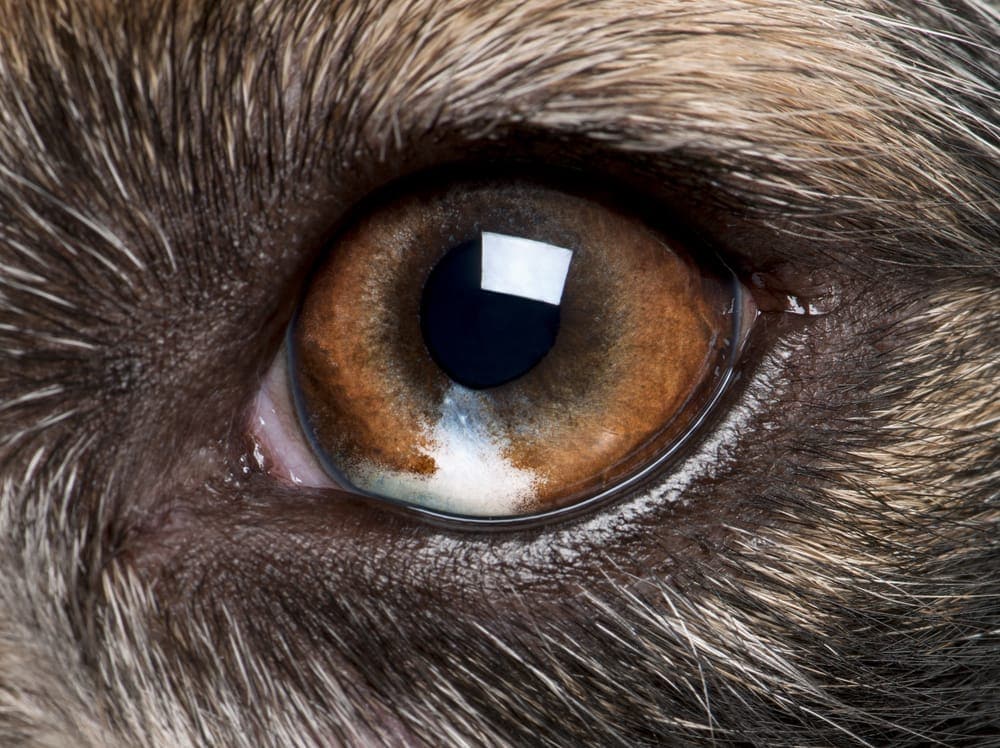 Close-up of a dog's eye showing signs of trauma or disease, emphasizing the need for urgent veterinary eye care services.
